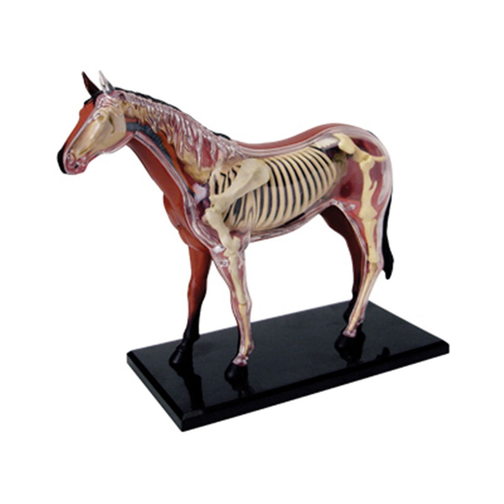 Animal Organ Anatomy Model 4D  - đánh giá và giá Science Toys Diy