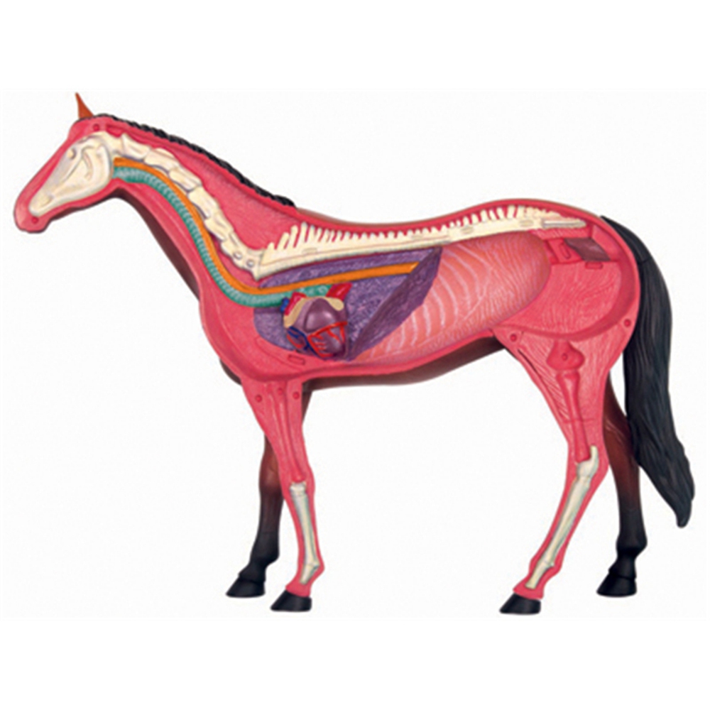 Animal Organ Anatomy Model 4D  - đánh giá và giá Science Toys Diy