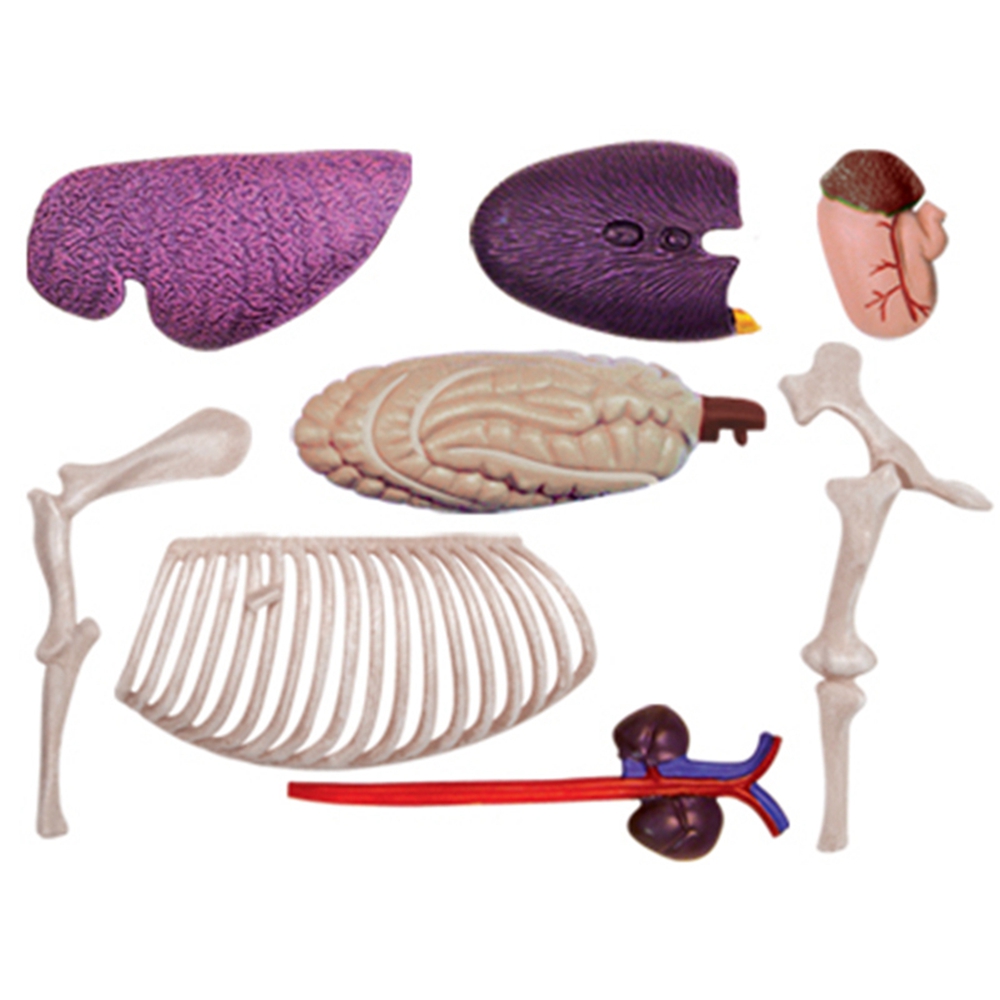 Animal Organ Anatomy Model 4D  - đánh giá và giá Science Toys Diy
